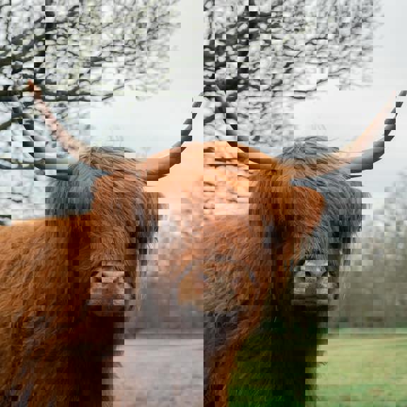 Prestonfield Highland Cow
