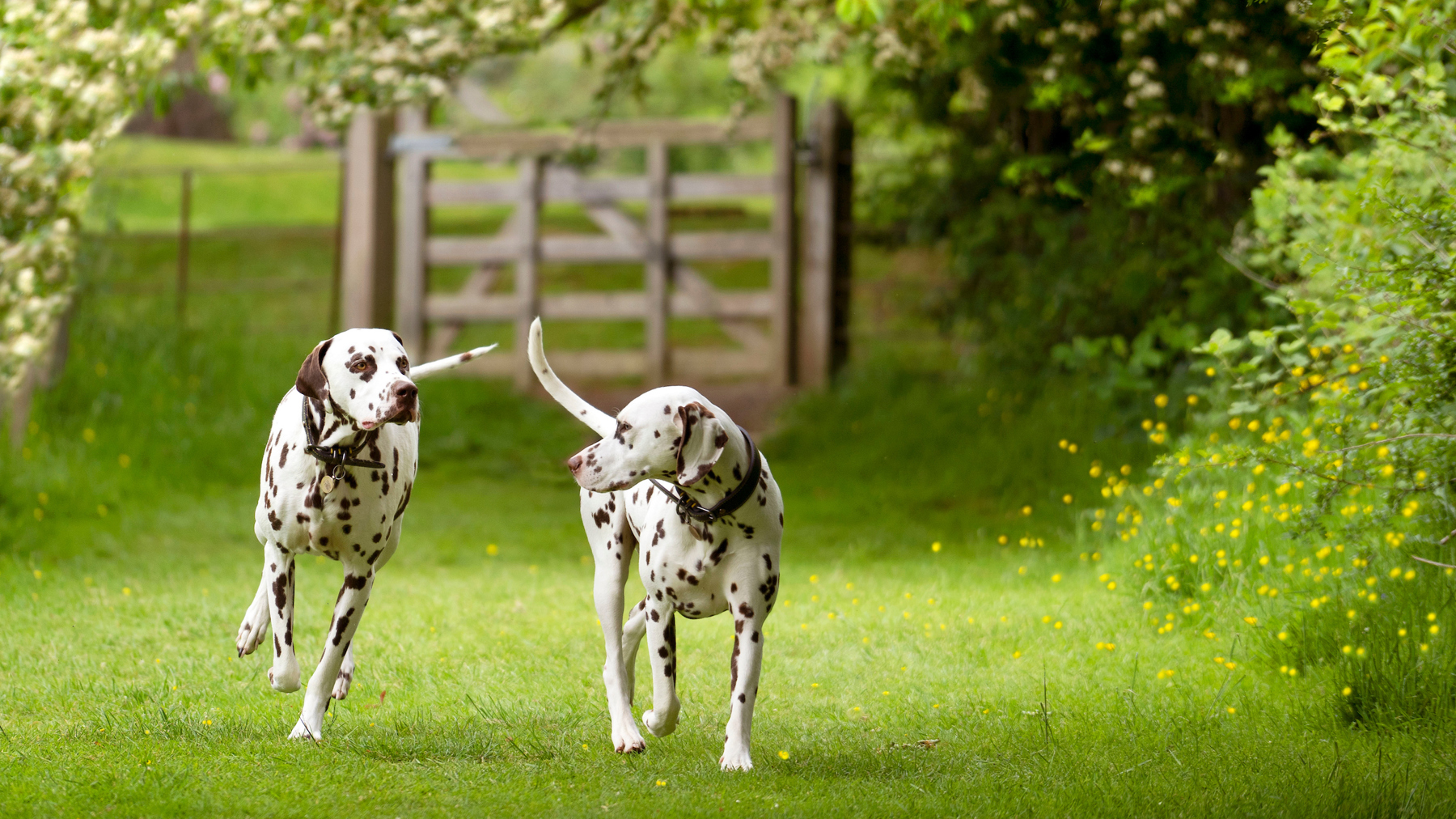 Two dogs walking together at Prestonfield House in Edinburgh