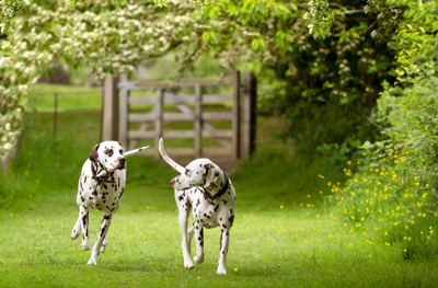 Two dogs walking together at Prestonfield House in Edinburgh