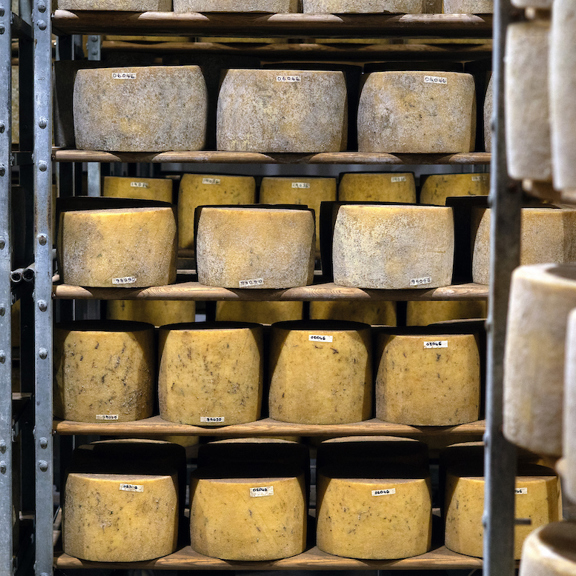 Cheese Wheels Fife Farm.jpg