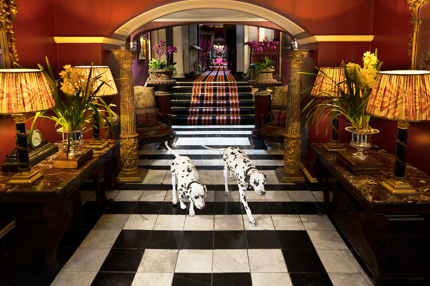 Dogs in hall