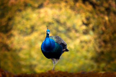 Peacock on Prestonfield grounds