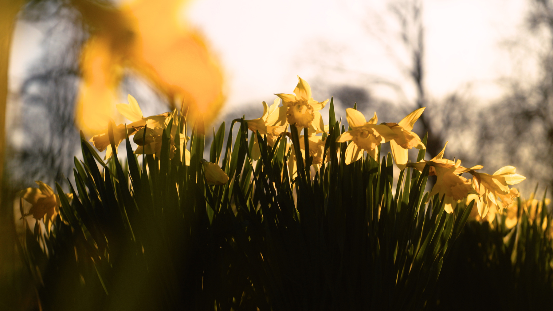 Spring daffodils in the gardens.jpg