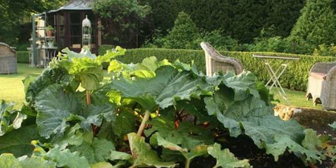 Rhubarb1