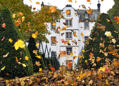 Autumn Leaves floating in the wind