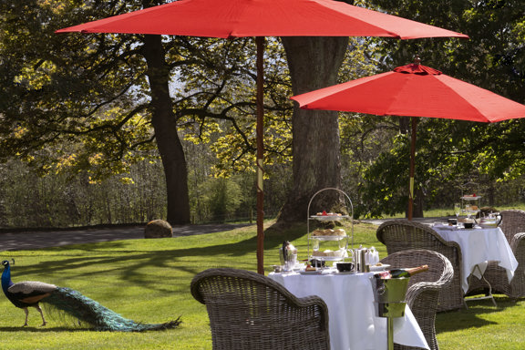Afternoon tea on the lawn with the peacocks