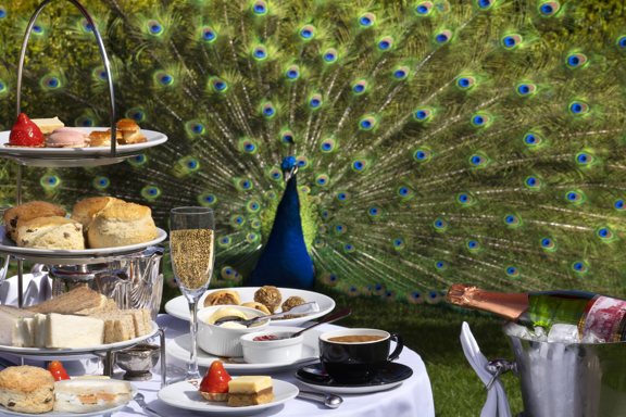 Afternoon Tea on the lawn